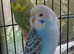 Pair of budgies