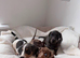 Miniature dachshund