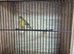 3 pure raza cock bird canaries