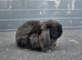 Male mini lop