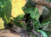 2 boa constrictors looking for new homes