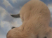Long coat chihuahua pups Ready 9th July