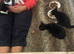 4 adorable kittens looking for their forever loving families