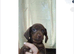 Dachshund Puppies for Sale