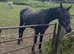 King 4yr old standerdbred looking for his new home