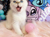 Stunning Scottish Fold & Scottish Straight Chinchilla Kittens