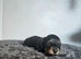 4 longhair mini dachshund pups