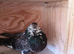 Gadditano pigeons for sale
