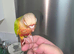 3 Hand Reared Silly Tame Green Cheek Conures