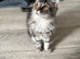 Maine coon, 5 months old