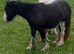 Blagdon cob filly in foal