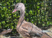 Mandarin young