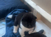 Beautiful American Akita pups for sale