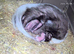 Skunk Pups available to reserve.