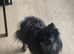 Female poms