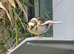 5 canaries for sale