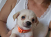 Jack Russell x Pomeranian