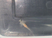 axolotl babies GFP gene