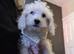 Toy poodle 3/4 puppies