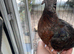 2 hand reared Archangel pigeons