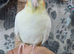 HEN/GIRL Lutino cockatiel
