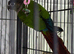 Baby conure Glasgow