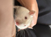4 rats with cage very friendly