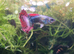 Mix guppies + endlers
