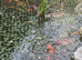Goldfish