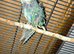 Kakariki babies ready for new homes Now
