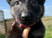 German Shepherd Puppies for sale