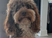 F1BB Standard poodle x toy cockapoo