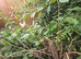 2 leghorn point of lay chickens for sale