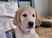 Golden retriever for sale