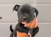 READY TO LEAVE STAFFY PUPS