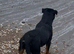 Short n stocky male 1 year old Rottweiler