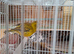 Several Canaries left
