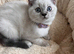 Pedigree Gccf British shorthair