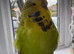 Super Tame Female Exhibition Budgie