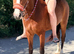 Welsh C 13.2 5 year old.