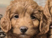 Miniature/Toy Red Goldendoodle dna clear