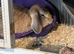 Lop ear rabbit