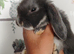 Beautiful mini lops