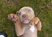 Old English bulldog