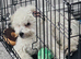Puppy for sale