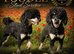 Black phantom toy poodle for stud