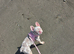 Isabella Lilac Merle French Bulldog