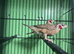 2 male cutthroat finches