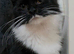 Tuxedo Female Cat fir Sale