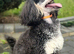 Ozzie available for stud